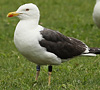 juvenile LBBG in October, ringed in Norway. (131273 bytes)